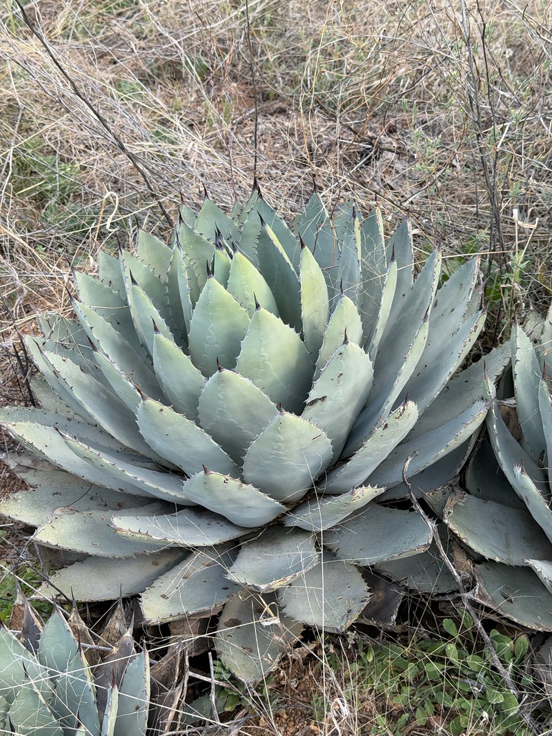 Agave parryi var. huachucensis photo 4
