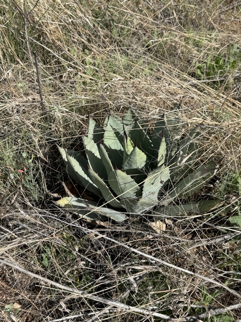 Agave parryi var. huachucensis photo 5