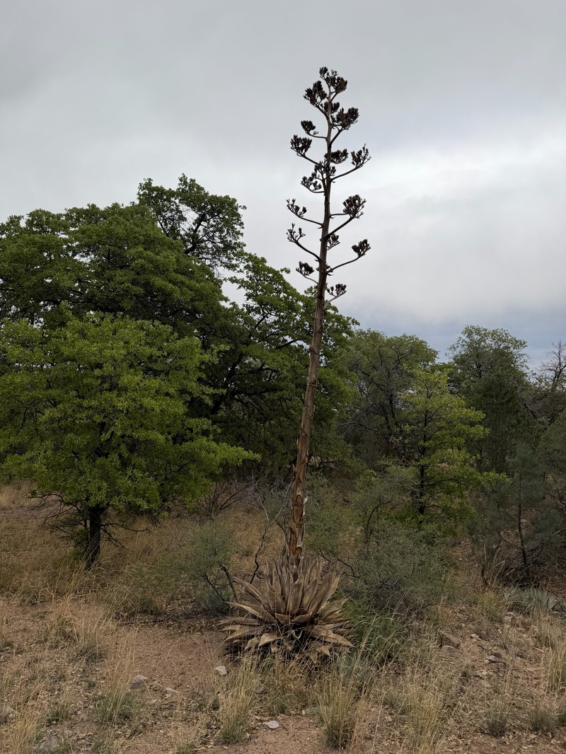Agave parryi var. huachucensis photo 6