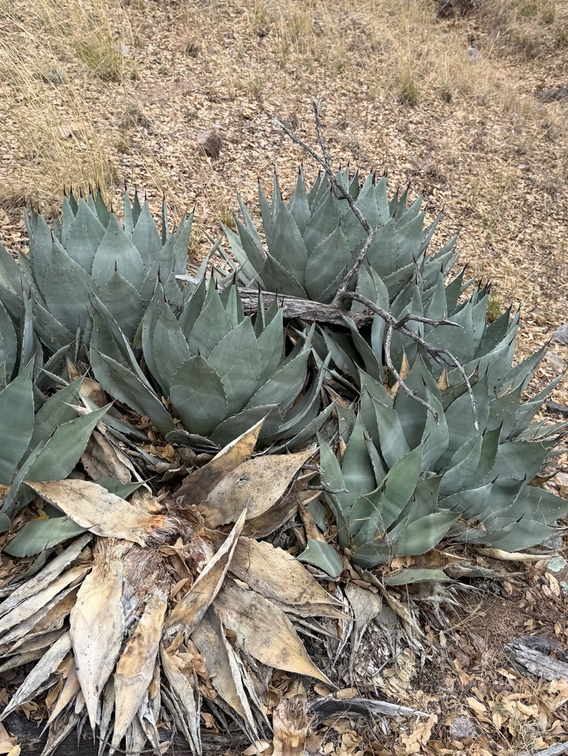Agave parryi var. huachucensis photo 7