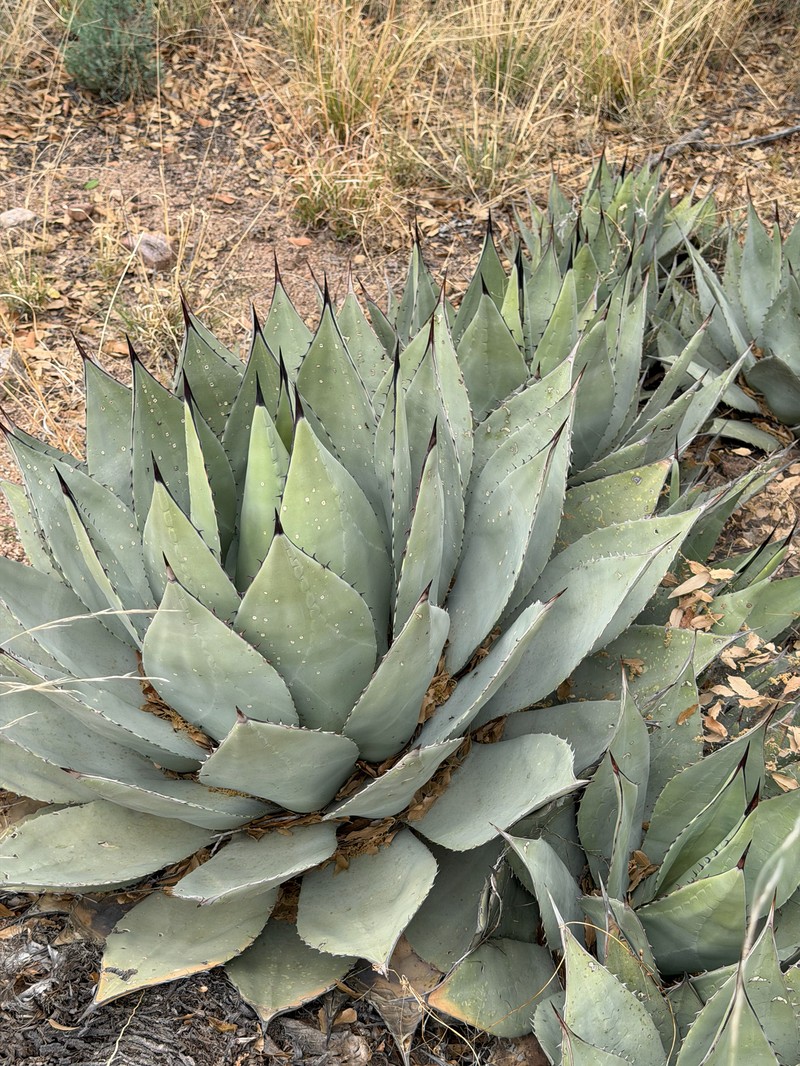 Agave parryi var. huachucensis photo 8