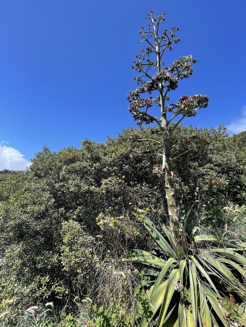 Agave parvidentata