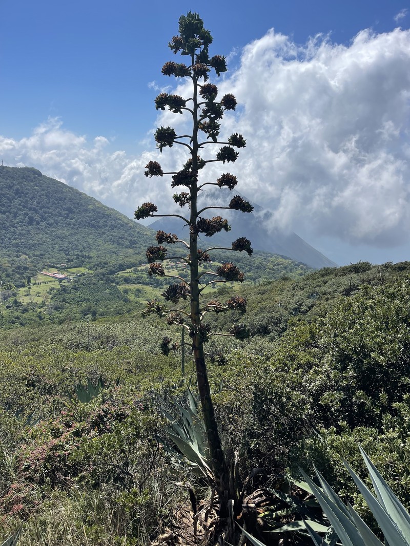 Agave parvidentata photo 2