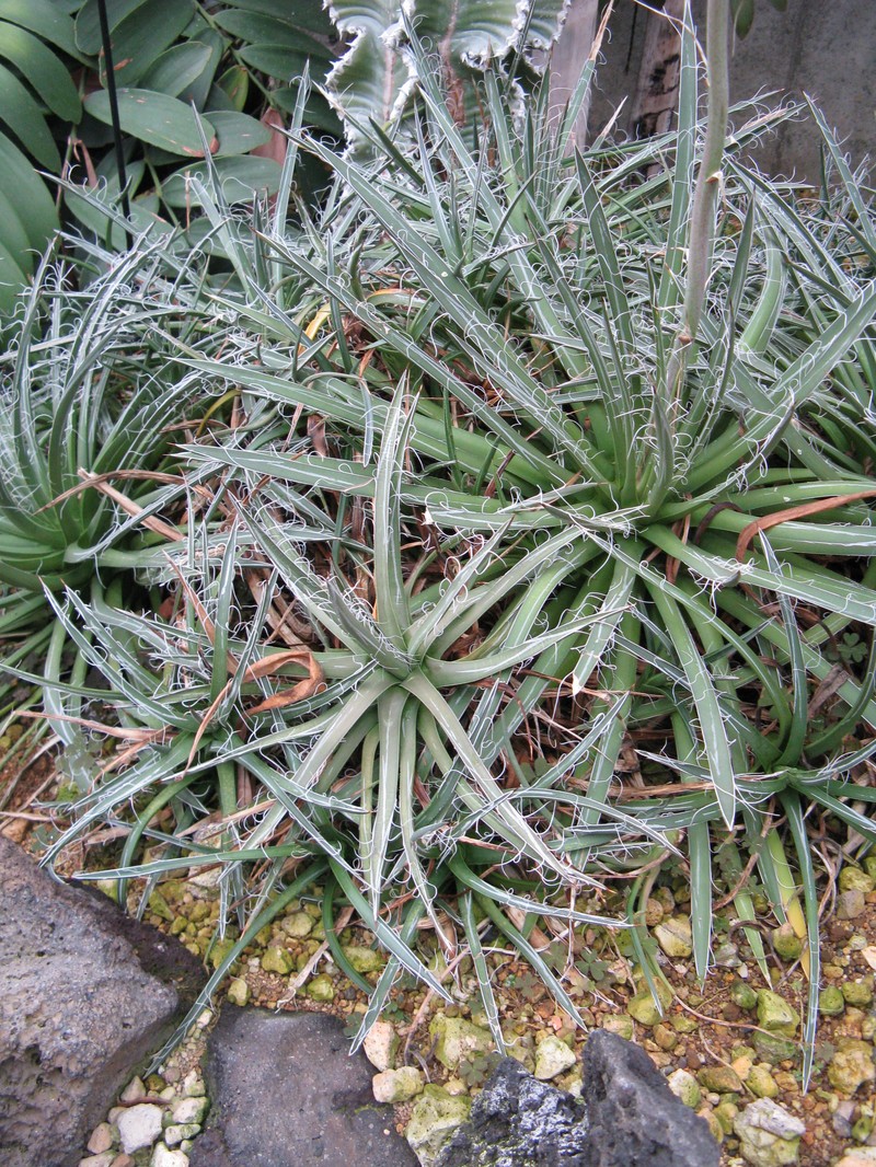 Smallflower Century Plant photo 2