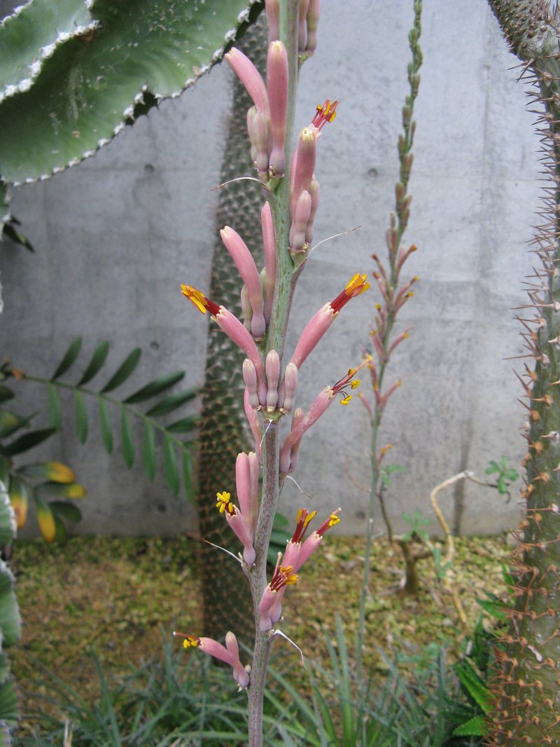 Smallflower Century Plant photo 3