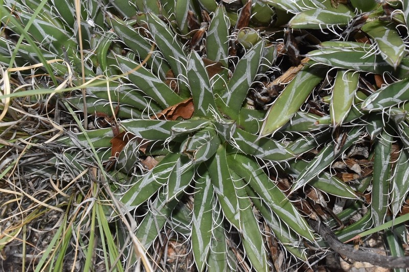 Smallflower Century Plant photo 4