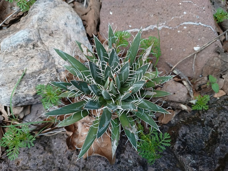 Smallflower Century Plant photo 5