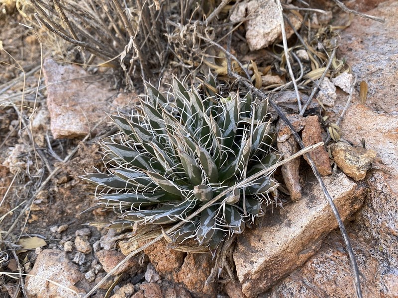 Smallflower Century Plant photo 6