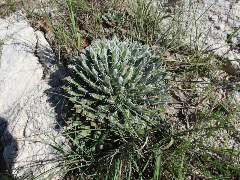 Smallflower Century Plant photo 7