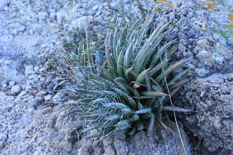 Smallflower Century Plant photo 8
