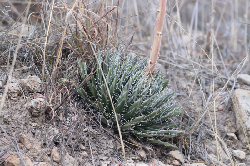 Agave parviflora subsp. parviflora