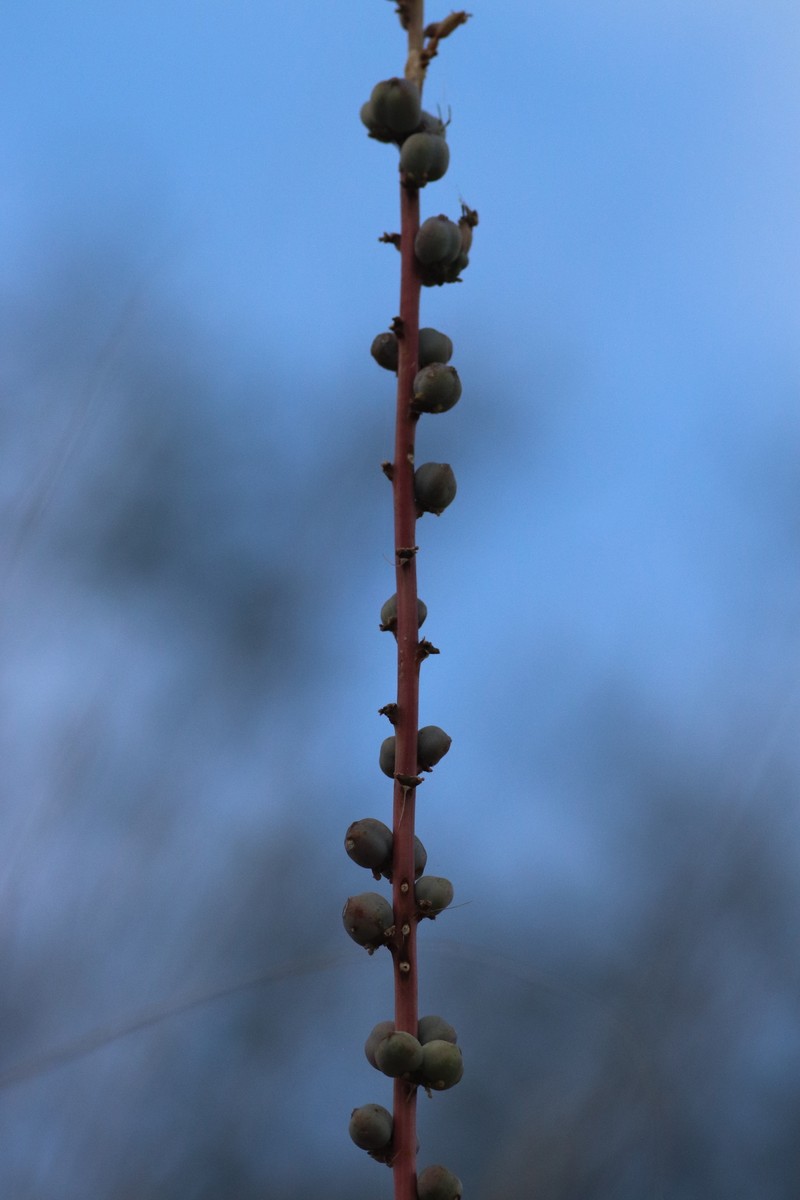 Agave parviflora subsp. parviflora photo 2