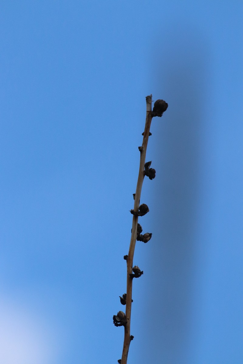 Agave parviflora subsp. parviflora photo 3