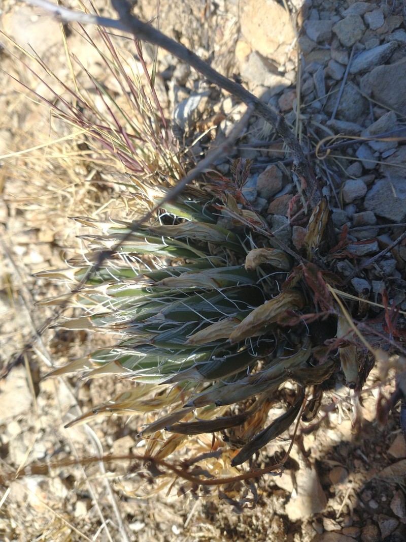 Agave parviflora subsp. parviflora photo 4