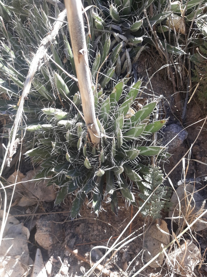 Agave parviflora subsp. parviflora photo 5