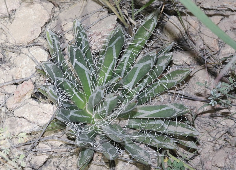 Agave parviflora subsp. parviflora photo 6