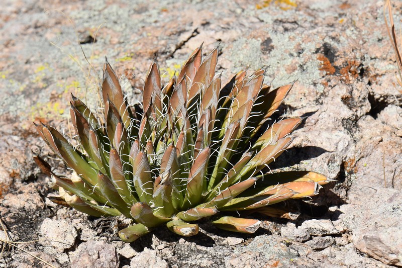Agave parviflora subsp. parviflora photo 8