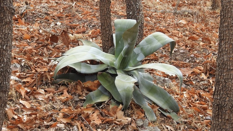 Agave pedunculifera