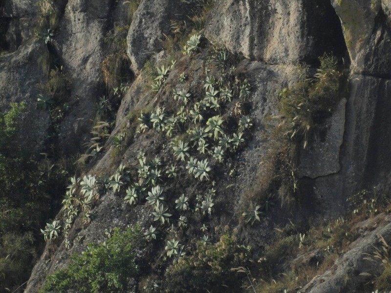 Agave pedunculifera photo 2