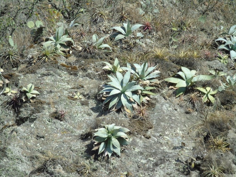 Agave pedunculifera photo 3