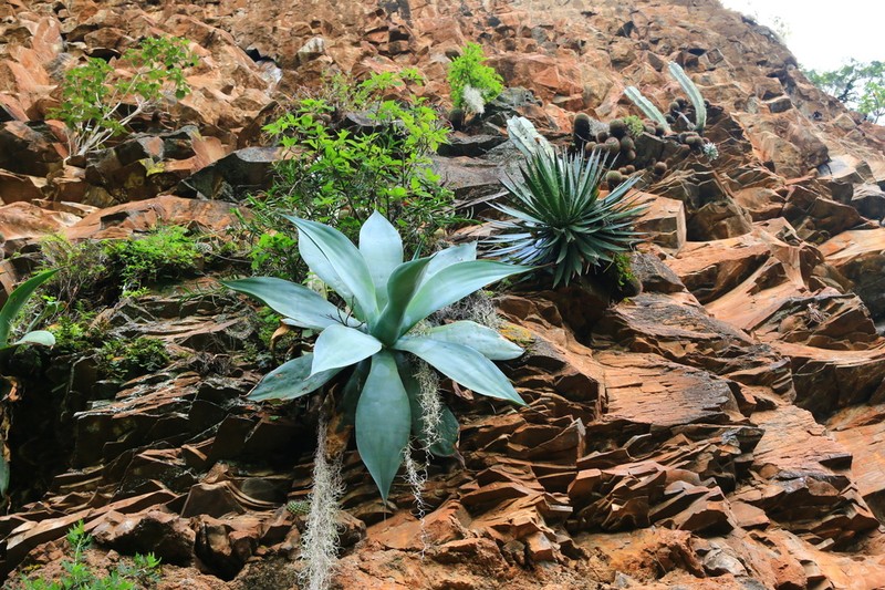 Agave pedunculifera photo 4