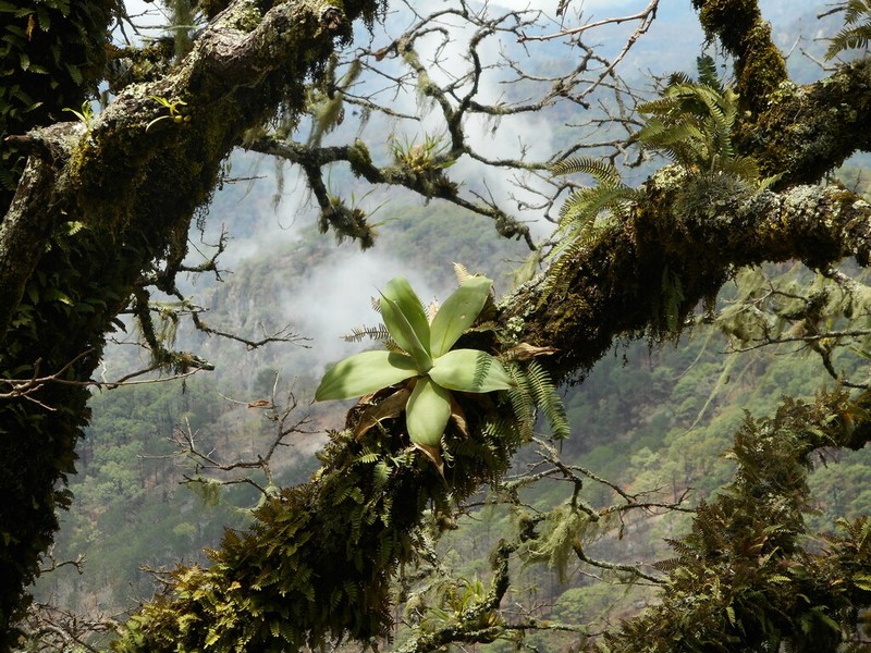 Agave pedunculifera photo 5