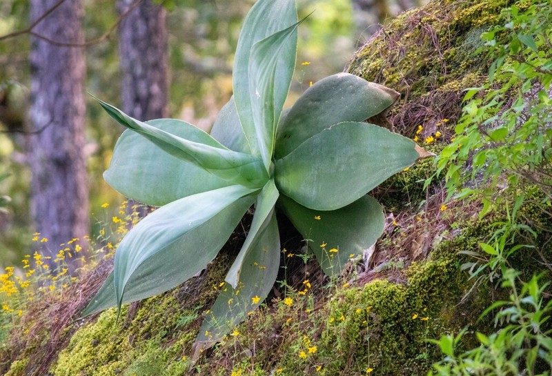 Agave pedunculifera photo 6