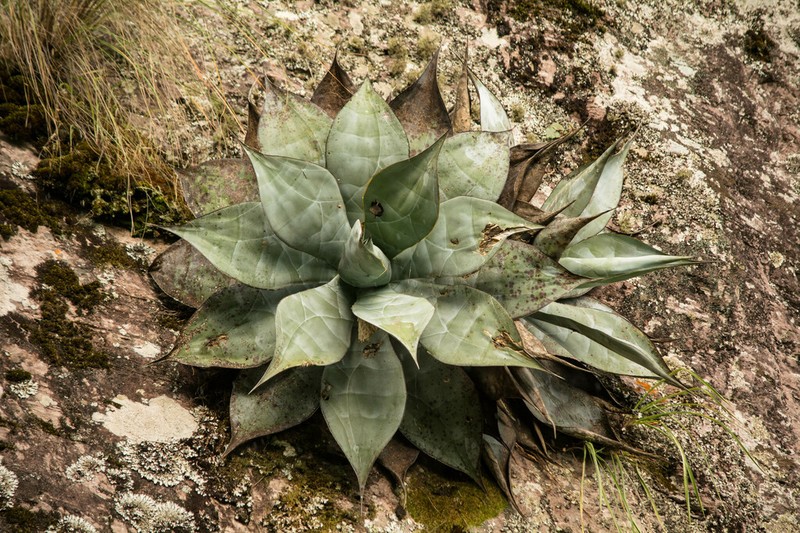 Agave pedunculifera photo 7