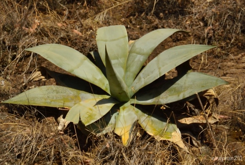 Agave pedunculifera photo 8
