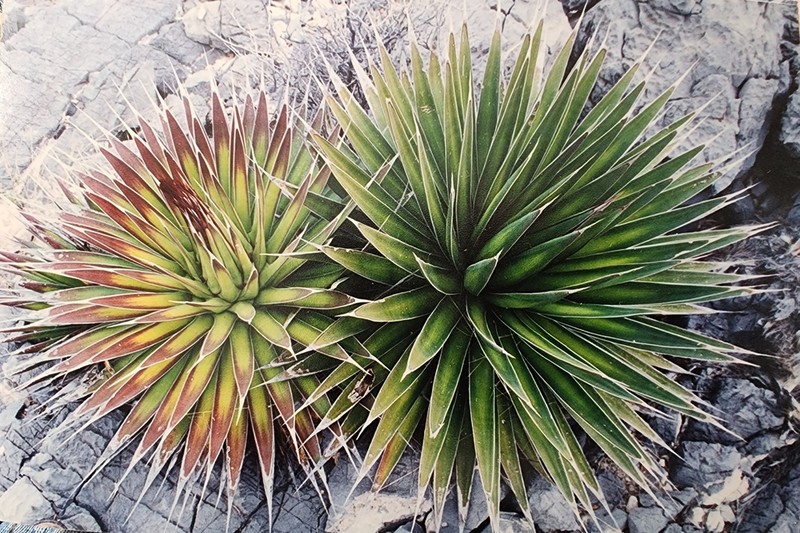 Agave pelona