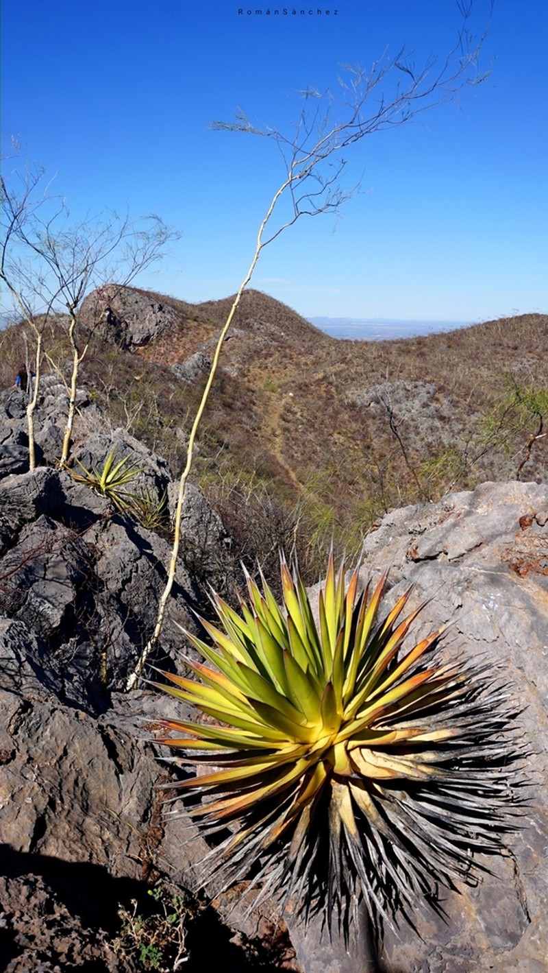 Agave pelona photo 2
