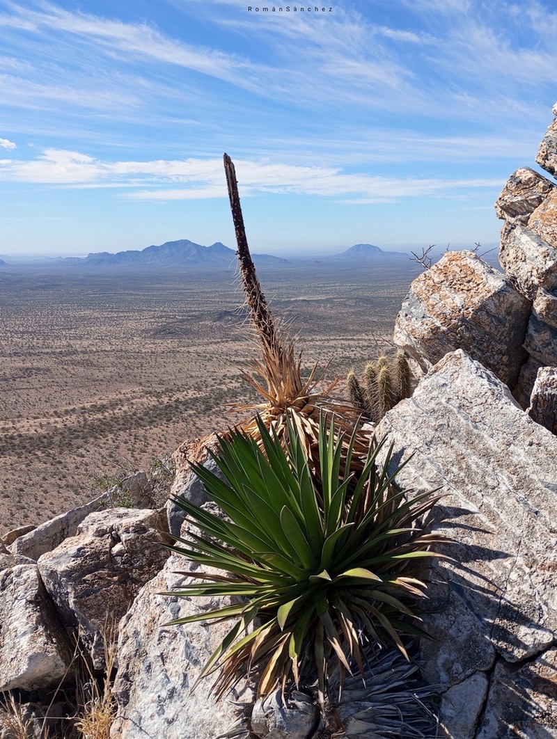 Agave pelona photo 3