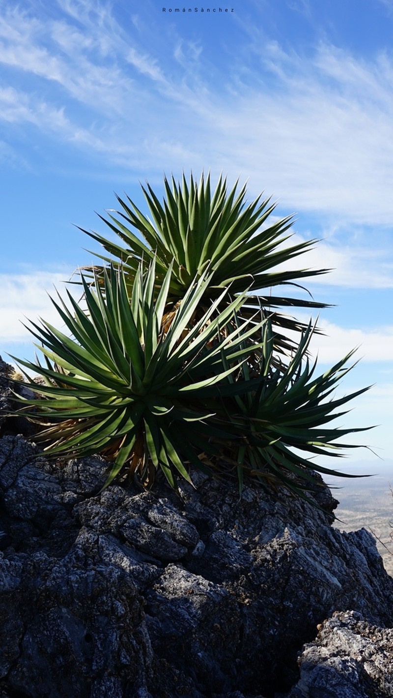Agave pelona photo 4