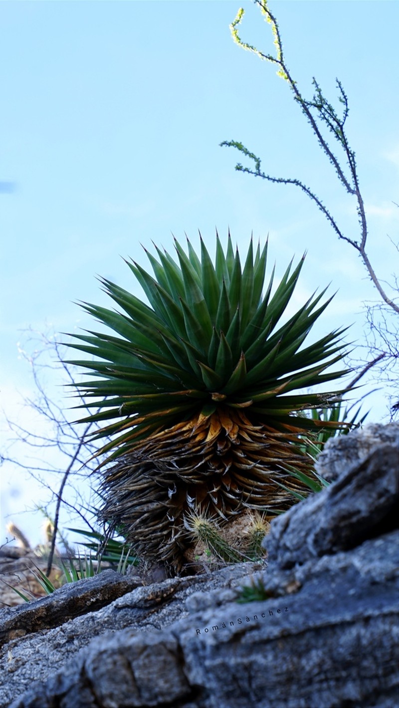 Agave pelona photo 5