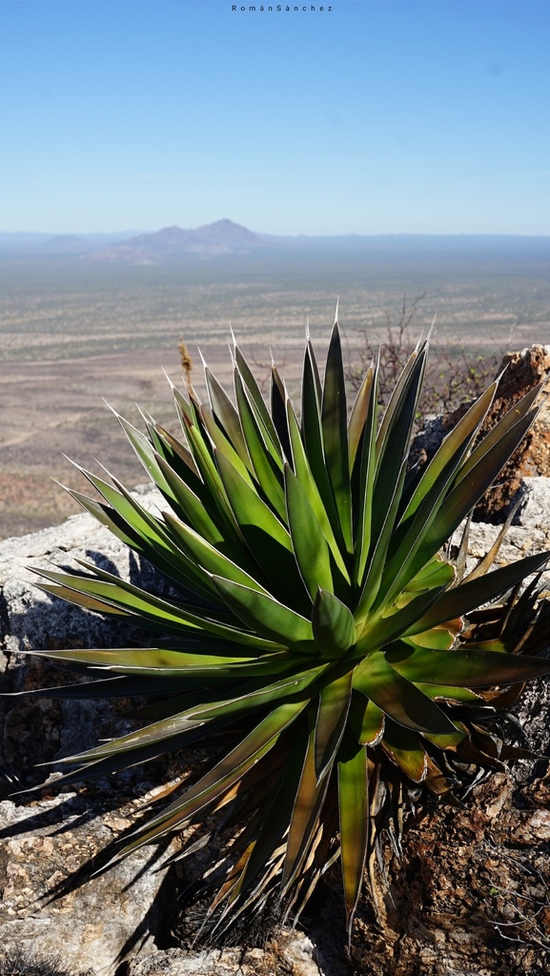 Agave pelona photo 6