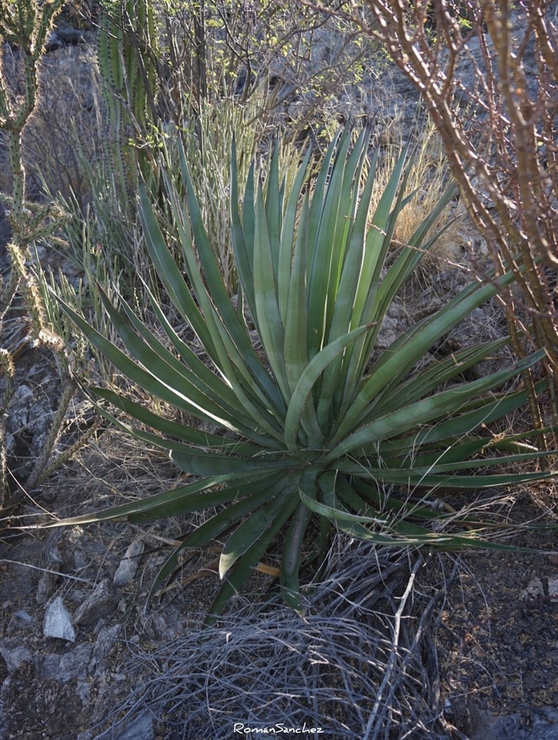 Agave pelona photo 7