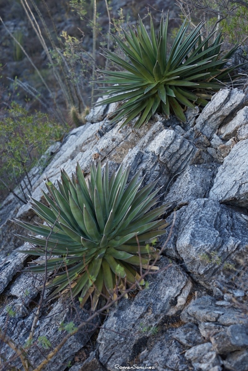 Agave pelona photo 8