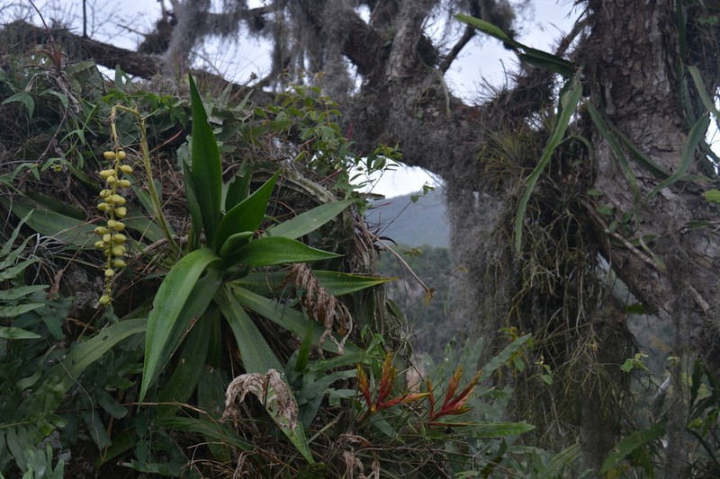 Agave pendula