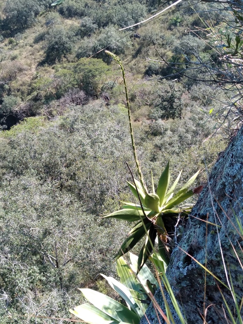 Agave pendula photo 2