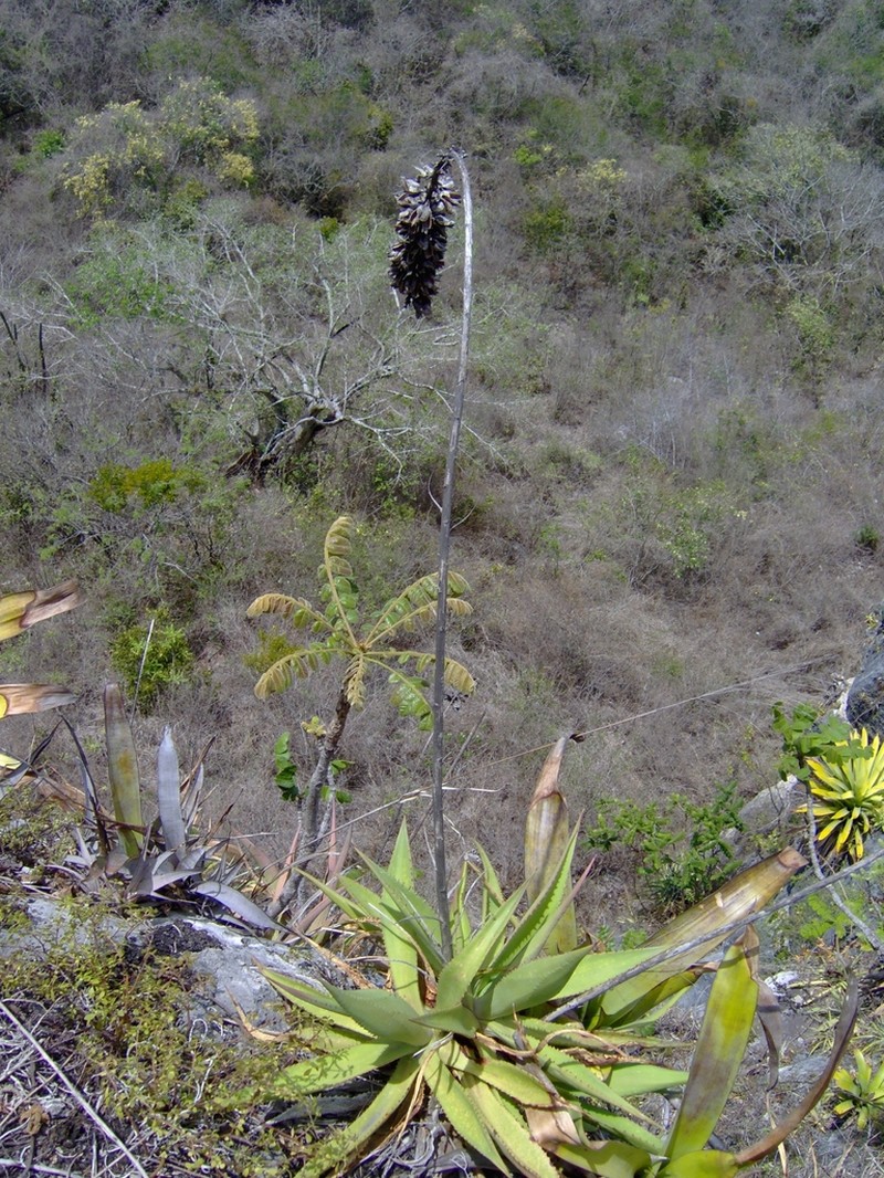 Agave pendula photo 3