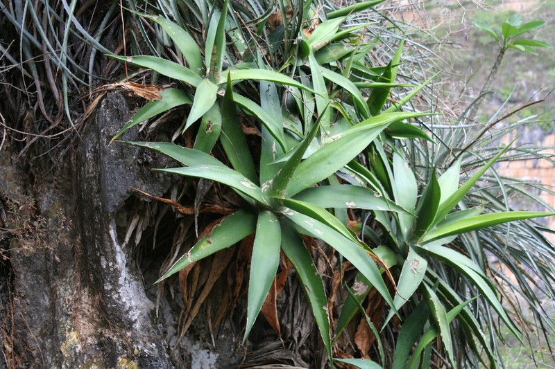 Agave pendula photo 4