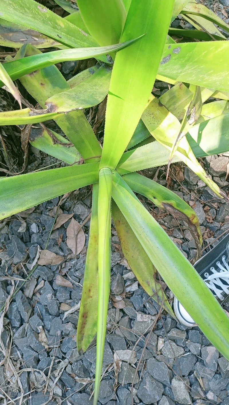 Agave pendula photo 5