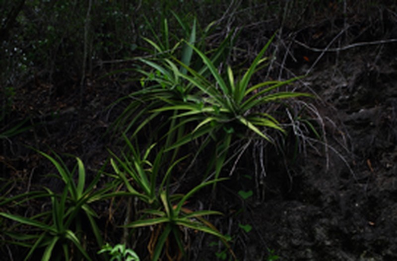 Agave pendula photo 6