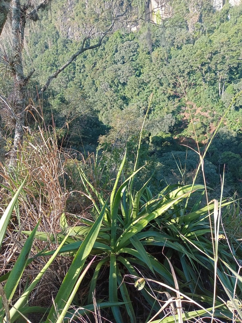 Agave pendula photo 7