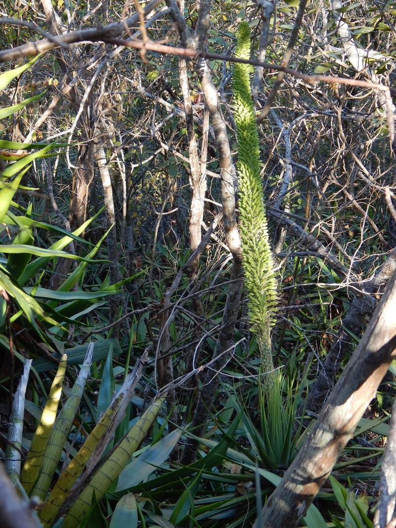 Agave pendula photo 8
