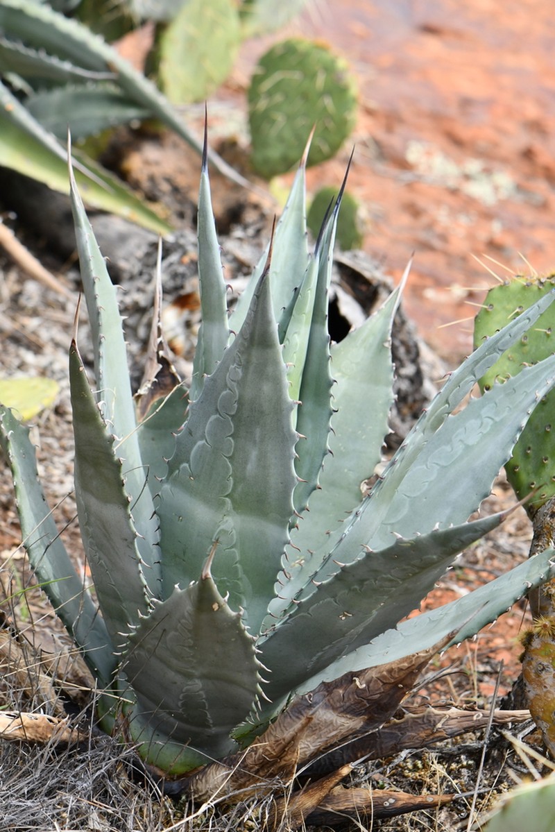 Grand Canyon Century Plant