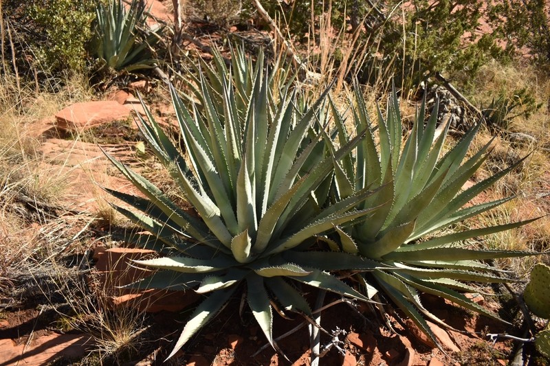 Grand Canyon Century Plant photo 2