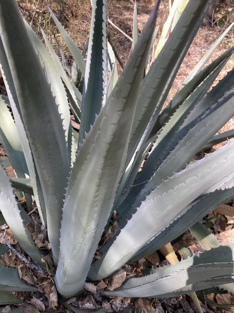 Grand Canyon Century Plant photo 3