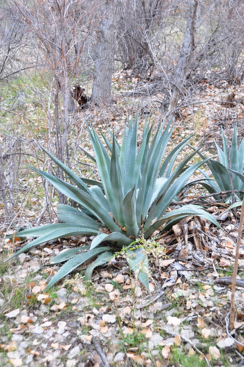 Grand Canyon Century Plant photo 4