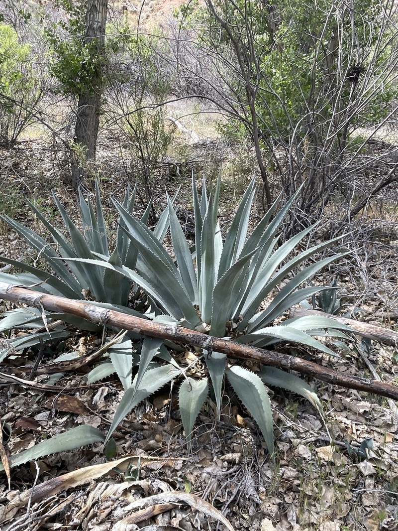 Grand Canyon Century Plant photo 5